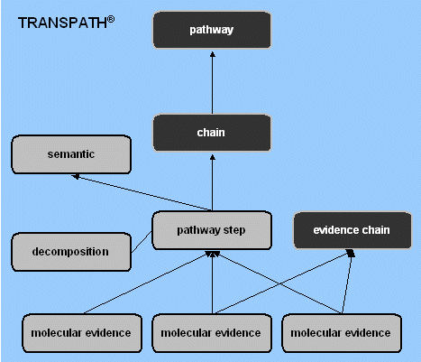 pathway and reaction hierarchy