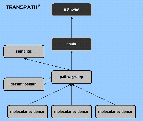 pathway and reaction hierarchy